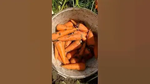 Овощи от Марченко Крым морковь 🥕 свежая
