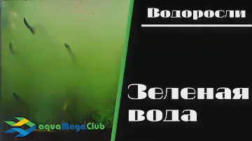 Зеленое цветение воды в аквариуме - что делать?