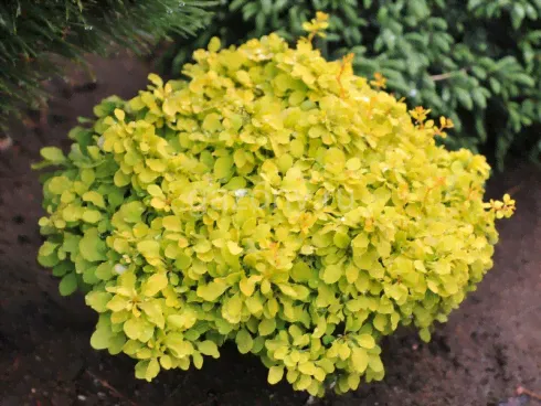 Барбарис Тунберга Berberis thunbergii "Special Gold' : Р9, h=15-25>-0