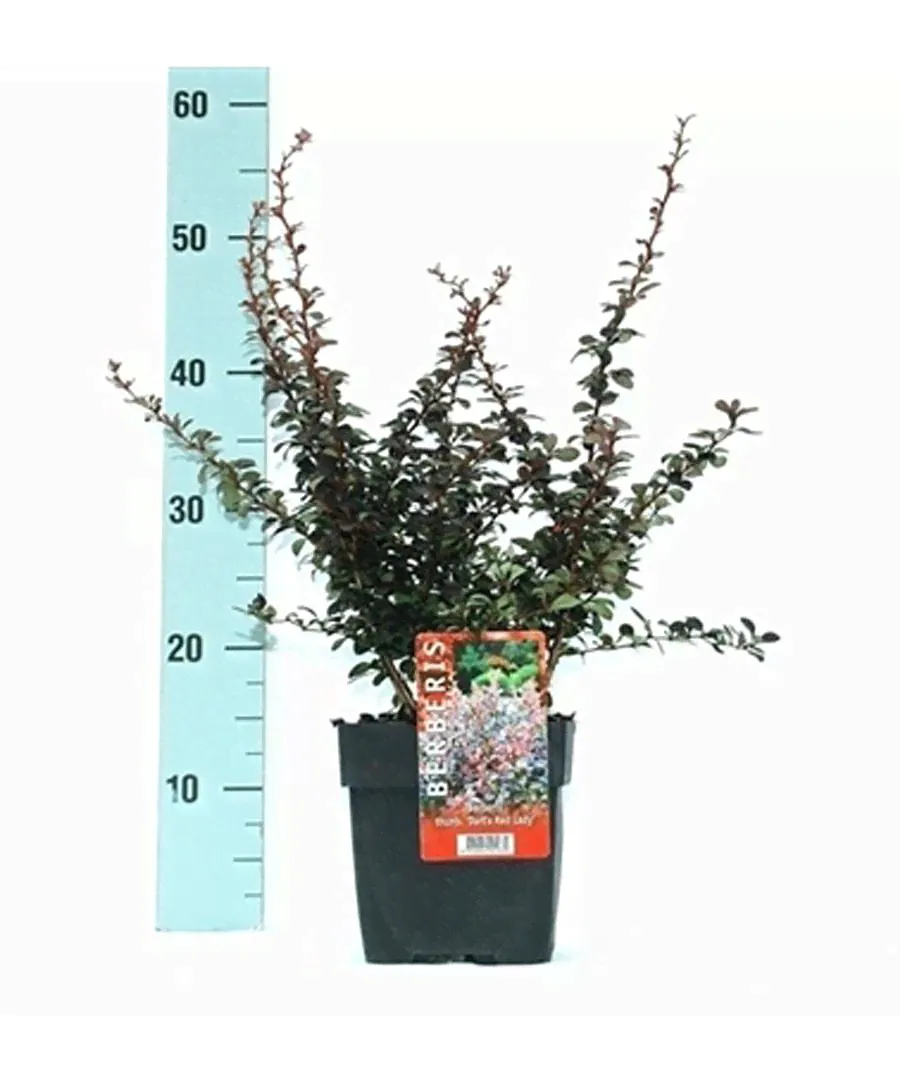 Барбарис тунберга Дартс Дефайнс - Berberis thunbergii Darts Defiance D9 H20