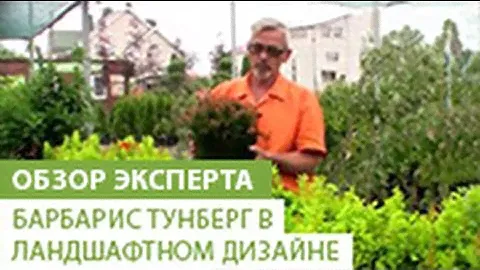 Использование барбариса тунберга в ландшафтном дизайне