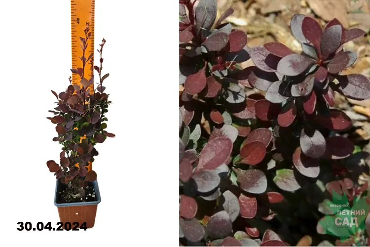 Барбарис Тунберга Чоклэт Саммер (Berberis thunbergii Chocolate Summer) Р9 х