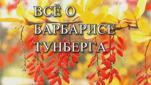 ВСЁ О БАРБАРИСЕ "ТУНБЕРГА"
