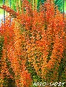 Барбарис Тунберга "Орандж Айс" (Orange Ice) (контейнер p9)