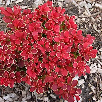 Барбарис 'Руби Стар ' / Berberis 'Ruby Star'-0