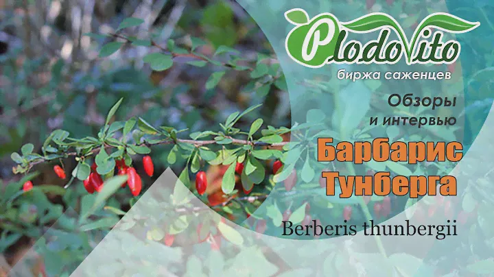 Барбарис Тунберга | Berberis thunbergii