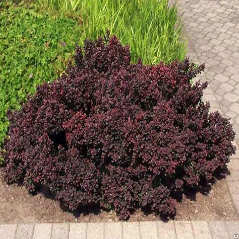 Барбарис тунберга Конкорд (Berberis thunbergii Concorde) 2л 20-30см