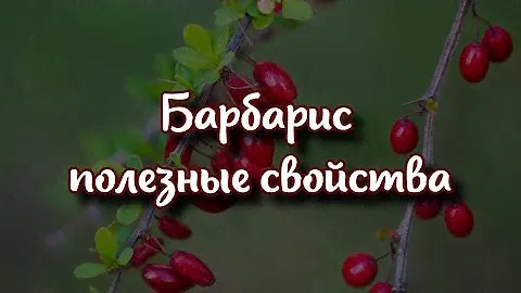 Барбарис: полезные свойства осенней ягоды