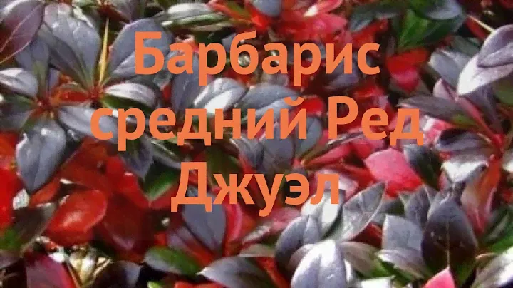 Барбарис средний Ред Джуэл (red jewel) 🌿 обзор: как сажать, саженцы барбариса Ред Джуэл