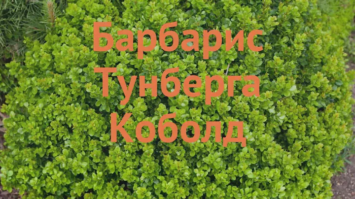 Барбарис тунберга Коболд (berberis thunbergii kobold) 🌿 обзор: как сажать, саженцы барбариса Коболд