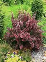 Барбарис Тунберга Атропурпуреа Нана Berberis thunbergii 'Atropurpurea Nana' 4л 20-25см (P)
