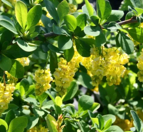 Барбарис Berberis Indian Summer C5 (40 - 60)-0