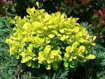 Барбарис тунберга Тини Голд - Berberis thunbergii Tiny Gold D2 H15-20-4