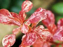 Барбарис тунберга Роузи Рокет - Berberis thunbergii Rose Rocket D2 H20-25-1