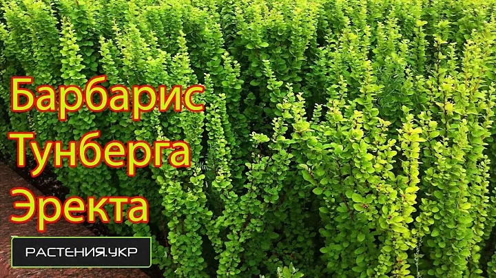 Барбарис тунберга Эректа / Барбарис посадка и уход