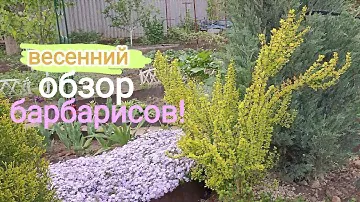 5 эффектных барбарисов в саду!