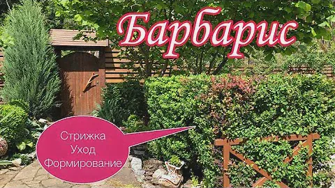 БАРБАРИС. Стрижка, формирование, уход. Красивые кустарники с декоративной листвой.Красивый сад, дача