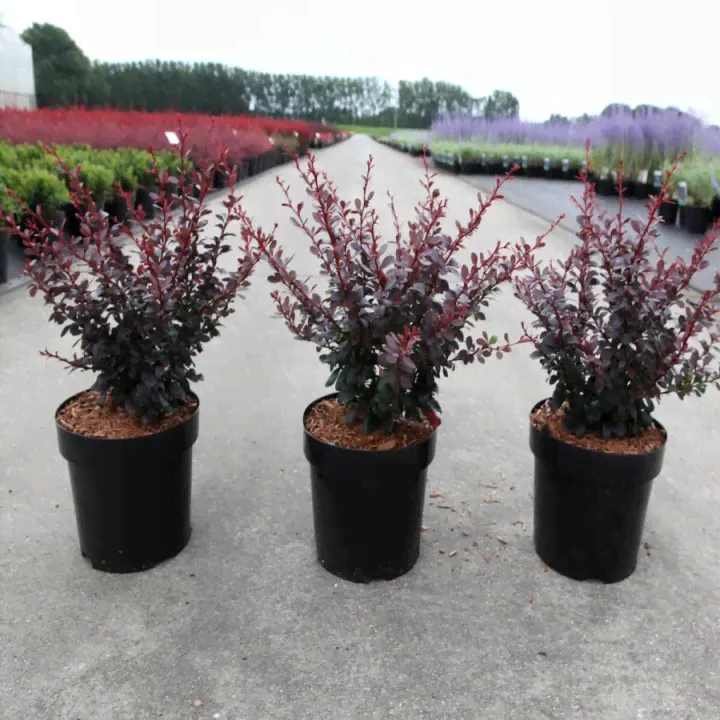 Барбарис Тунберга Дартс Ред Леди Berberis tunbergii 'Darts Red Lady"-0