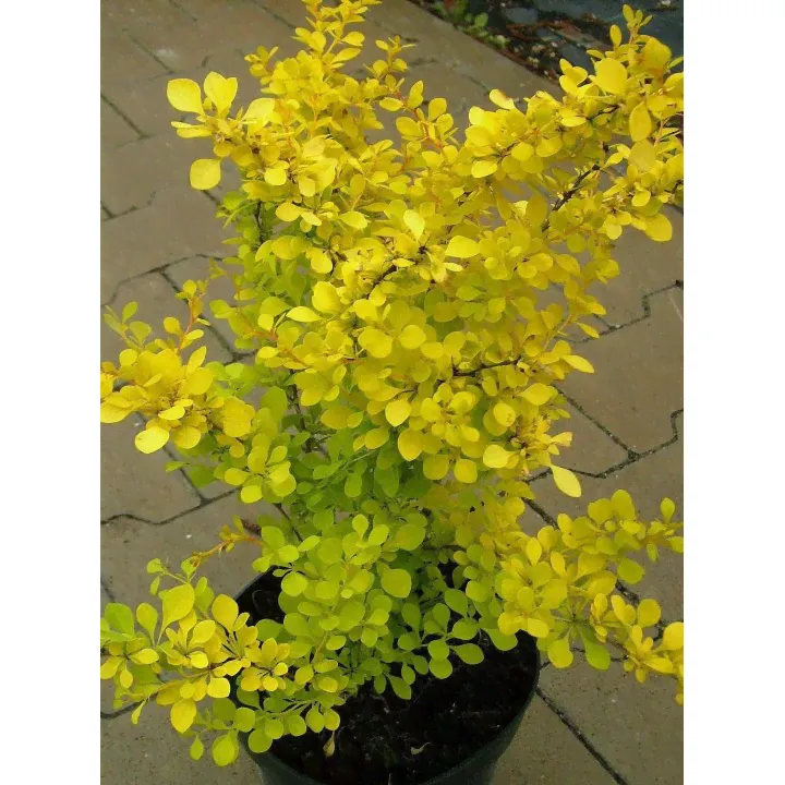 Барбарис Тунберга Спешиал Голд Berberis tunbergii 'Special Gold"