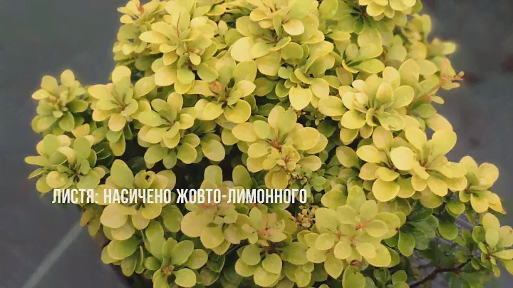 Барбарис шаровидний Bananza Gold Новий Сад