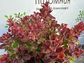 Барбарис тунберга Руби Стар (Rubi Star)