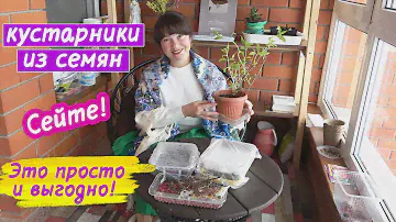Декоративные КУСТАРНИКИ из семян. Не тратьте деньги на саженцы!