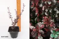 Барбарис Тунберга Чоклэт Саммер (Berberis thunb. Chocolate Summer) С2