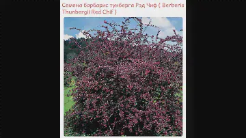 Семена барбарис тунберга Рэд Чиф  Berberis Thunbergii Red Chif  купить продажа