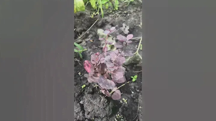 Мои барбарисы