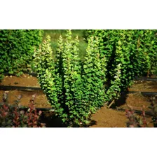 Барбарис тунберга Еректа Berberis tunbergii ''Erecta"