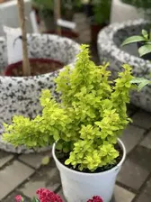 Барбарис Тунберга Саммер Сансет С3/-45/
