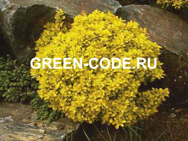 Барбарис тунберга Goldalita 20-25см 3л