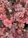 Барбарис Тунберга «Chocolate Summer»