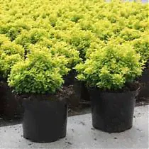 Барбарис тунберга Тини Голд - Berberis thunbergii Tiny Gold D2 H15-20