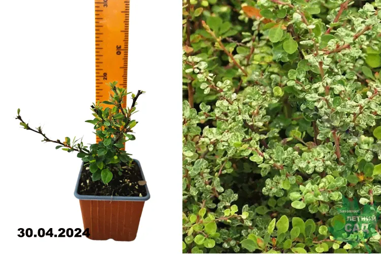 Барбарис Тунберга Сильвер Бьюти (Berberis thunbergii Silver Beauty) Р9-0