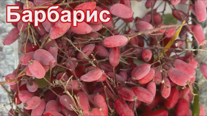 Барбарис краснолистный. Собираем ягоды  #барбарис #барбарискраснолистный