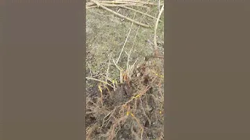Корень барбариса полезные действия