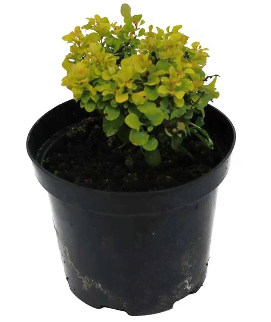 Барбарис тунберга Тини Голд - Berberis thunbergii Tiny Gold D2 H15-20-2