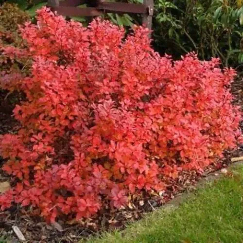 Барбарис Тунберга (Berberis thunbergii Orange Dream) оранжевый