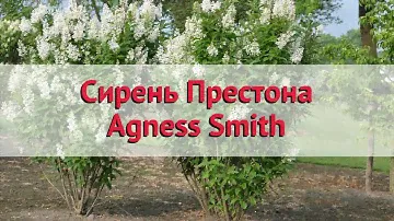 Сирень престона Агнес Смит 🌿 Обзор: посадка и уход. крупномеры сирени: описание и особенности