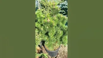 Барбарис Мария) еще больше интересного , в моей группе телеграмм https://t.me/S76Olga_76