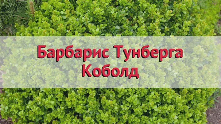 Барбарис тунберга Коболд 🌿 Обзор: посадка и уход. саженцы барбариса Коболд: описание и особенности