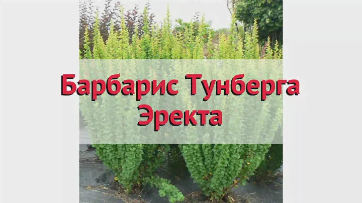 Барбарис тунберга Эректа 🌿 Обзор: посадка и уход. саженцы барбариса Эректа: описание и особенности