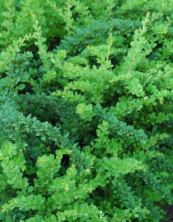 Барбарис тунберга (Berberis thunbergii Green Carpet)-0