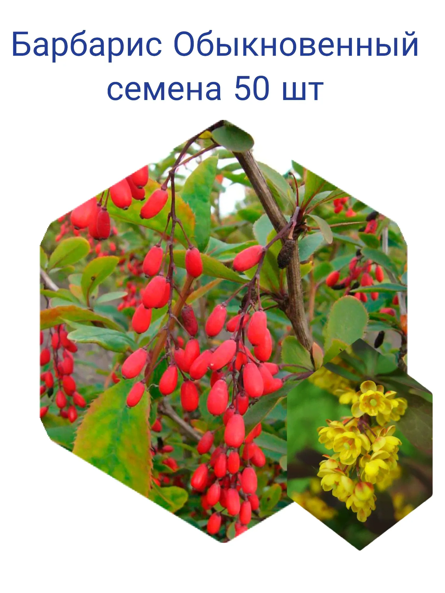 Барбарис Обыкновенный семена 50 шт