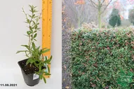 Барбарис Юлиана (Berberis julianae) С2