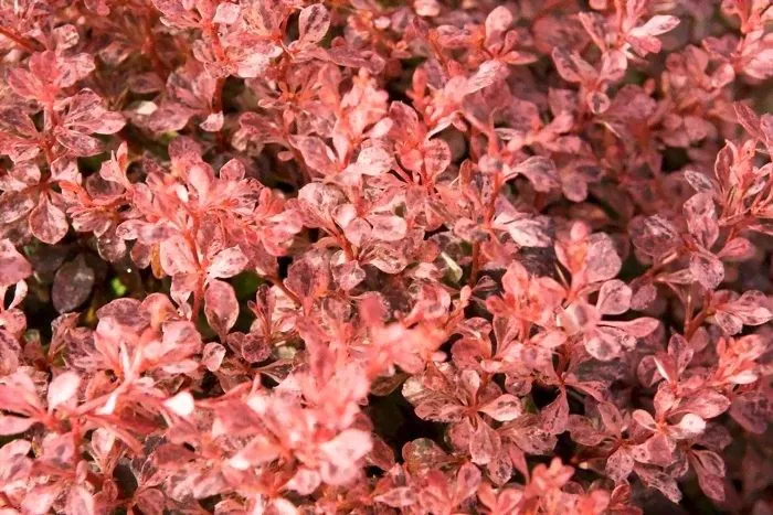 Барбарис Тунберга Инспирэйшн (Berberis thunbergii Inspiration) 3л 10-20NEW!-0