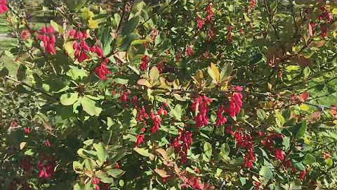 Барбарис #Barberry #バーベリー