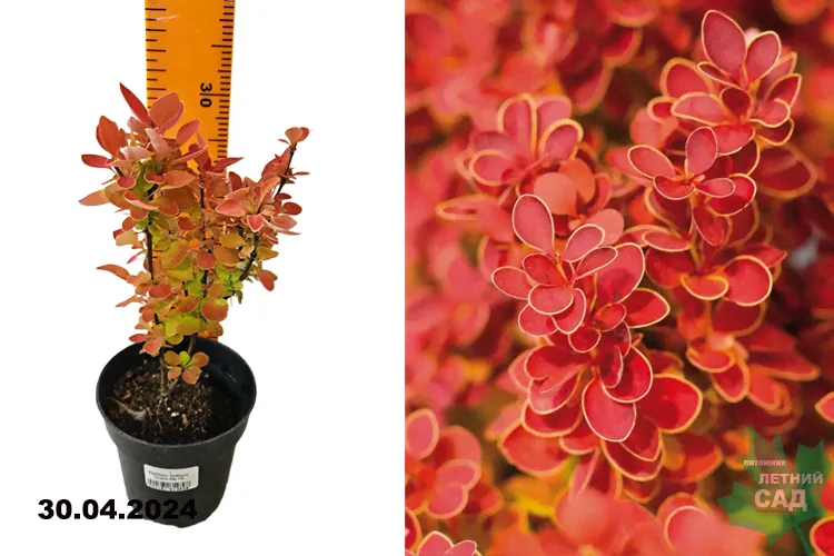 Барбарис Тунберга Оранж Айс (Berberis thunbergii Orange Ice) Р9-0